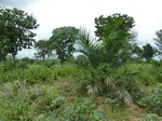 18486P1000322.JPG