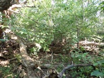 2020-11-19_10-05-31_P8260056_P1_C1.JPG