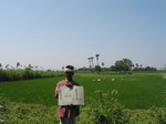 7935gt141a_rice_sugarcane_under_prakasam_barriage.jpg