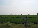 9844gt0131b-cultivated-irrigated-rice.gif