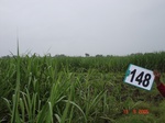 125450148a-irrigated-canal-sugarcane.gif