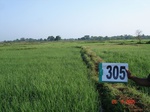 74060305a-irrigated-supplemental-groundwater-rice.jpg