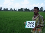 74340312d-irrigated-supplemental-tank-rice.jpg