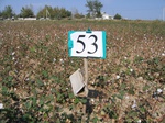 10271053-Irrigated (Surface water) cotton-c.jpg