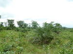 18485P1000321.JPG
