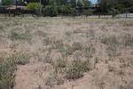 2017-06-19_14-20-20_Frenchies Field SAF 17 June 2017 (5195).JPG
