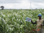 68750137b-rainfed-agriculture-mixed-croping-soyabean-maize.jpg
