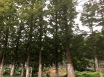 2017-09-10_20-46-07_46BE0547-F5EE-4234-9A71-06E58D36CE02.jpg