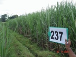 71810237b-irrigated-supplemental-sugarcane-dominant-maize.jpg