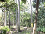 15385IMG_4234.JPG