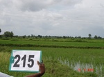 127710215c-irrigated-canal-rice.gif