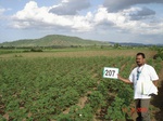 70900207a-rainfed-agriculture-cotton.jpg