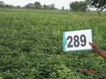 73530289a-rainfed-agriculture-soyabean-double-crop-wheat.jpg
