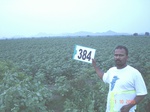 76680384a-rainfed-agriculture-cotton.jpg