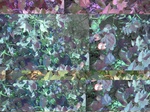 11691vp-087-Irrigated (Surface water) cotton-a.jpg