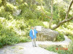 11262gt080-forest-2.jpg