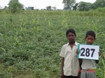 73490287d-irrigated-(supplemental)-rainfed-agriculture-sugarcane-dominant-soyabean.jpg