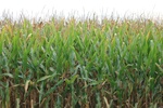 2012-09-24_19-48-09_IN-HW-3-4.JPG