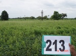 127650213b-rainfed-agriculture-mixedcrop-soyabean-gram.gif