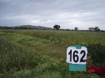 69570162d-rainfed-hilly-agriculture-millet-dominant-pomogranate-orchard.jpg