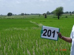 70750201a-irrigated-canal-rice.jpg