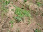 18799P1000637.JPG