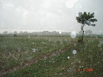 6319063c-rainfed-aggriculture-mixedcrop-groundnut-maize-large-area.jpg