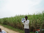 6177029a-irrigated-groundwater-sugarcane-rice-plantation-coconut-banana-double-crop.jpg