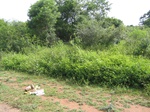 822512-scrubland-vigourous-dense-c.jpg