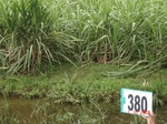 133610380c-irrigated-canal-sugarcane.gif