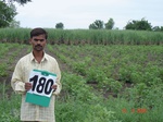70120180d-irrigated-supplemental-groundwater-sugarcane-cotton-millet.jpg