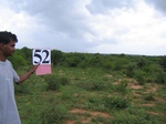 832552-croplant-chena-abandant-1yr-a.jpg
