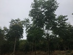 2017-09-11_22-12-59_0D470AA7-2C8C-465C-85DC-370045C59344.jpg