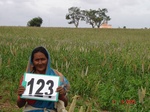 124550123b-rainfed-agriculture-millet.gif