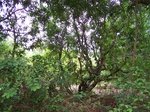 499820042008(9).JPG