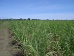 18158Centralthailand-2 (2).JPG