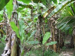 822613-plantation-banana-a.jpg