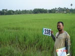 132190338d-rainfed-agriculture-rice.gif