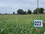 71390223b-rainfed-agriculture-maize-dominant-cotton.jpg