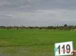 68180119c-irrigated-supplemental-tank-rice-single-crop.jpg