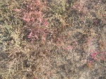 10373vp-063-Bushland-Succulant-b.jpg
