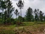 2017-06-12_18-06-25_20170605_162715.jpg