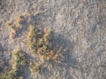 8183vp-065-Rangeland-saline soil-b.jpg
