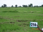 127660214a-irrigated-canal-rice.gif