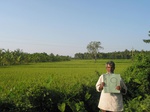 7761gt019-irrigated-rice-tunga.jpg