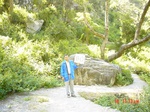 6604gt080-forest-2.jpg