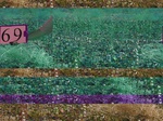 11625069-Irrigated cotton-c.jpg
