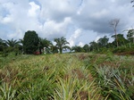 20163P1020015.JPG
