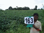 69580163a-irrigated-supplemental-groundwater-mixedcrop-soyabean-sorghum-sugarcane.jpg
