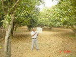 6565gt061-orchard-2.jpg